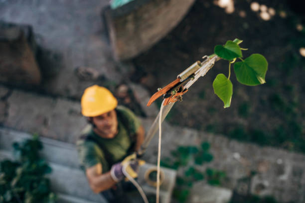 Best Tree Removal  in Pelham, GA