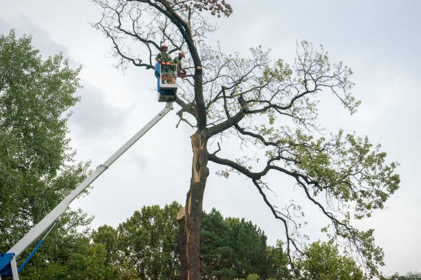 Best Landscape Design and Installation  in Pelham, GA