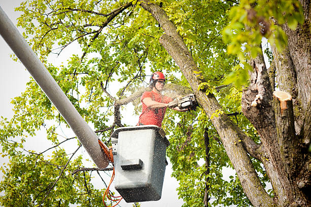 Best Tree Preservation Services  in Pelham, GA